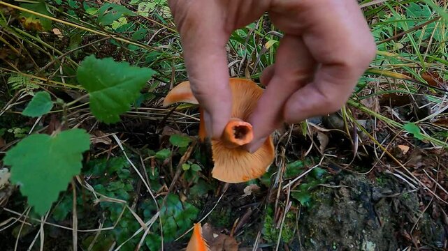 Picking up and showing nice specimen of Lactarius Deliciosus or Saffron Milkcap in natural habitat