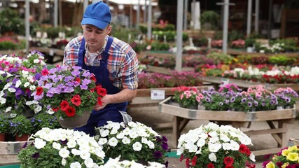 Enthusiastic gardener in plaid shirt and blue overalls setting up attractive display of petunia pots, preparing colorful blooms for customers at open sunlit garden center. High quality 4k footage