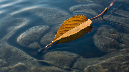 A single leaf floating on still water, creating a perfect reflection