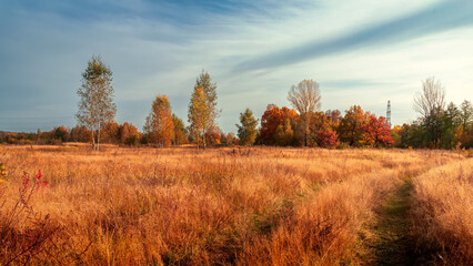 Fototapeta premium Beautiful autumn trees in the field in the cloudy day.