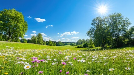 Vibrant Spring Meadow Under Blue Sky with Bright Sunlight