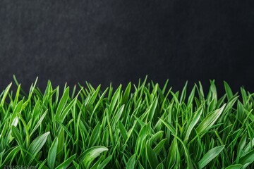 Lush Green Grass Blades against a Dark Background Nature Texture Spring
