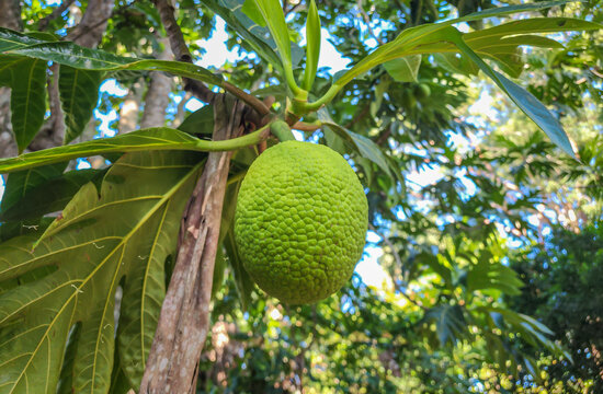 Photograph of a large, green breadfruit growing on its tree, surrounded by leaves.

