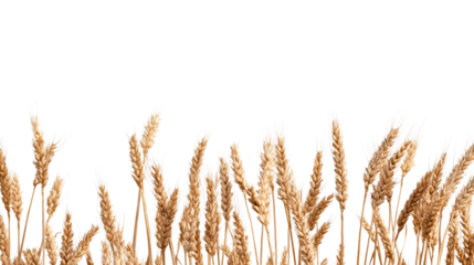 Ripe golden wheat grain field crop, close up detail isolated, cut out transparent