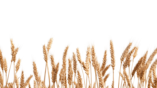 Ripe golden wheat grain field crop, close up detail isolated, cut out transparent