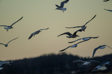 A flock of seagulls soars gracefully against a soft sunset backdrop. The evening light illuminates their feathers as they glide over the calm waters, creating a tranquil atmosphere