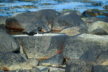 A black and white oystercatcher seabird with an orange bill sits comfortably on large gray rocks by the waters edge, surrounded by a serene coastal landscape on a sunny day