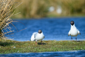 Two black-headed gulls stand on green grass next to a serene lake, surrounded by tall reeds. The sun shines brightly, illuminating the vivid colors in the scene