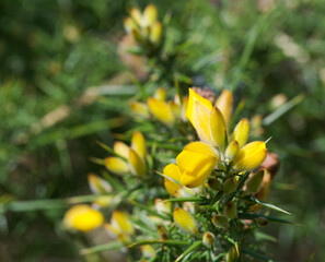 Obraz premium Beautiful close-up of ulex europaeus