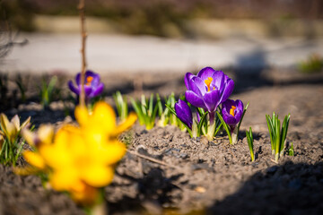 Purple crocus bloomed in early spring, close-up