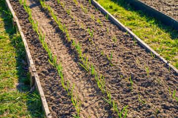 Vegetable garden with growing garlic in spring on a sunny day
