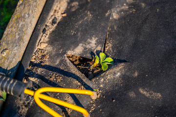 Strawberry bed covered with dark agrofibre. The first green strawberry leaves after winter, on a...