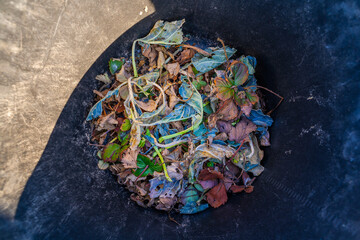 A bucket of dry leaves after cleaning the garden beds in spring