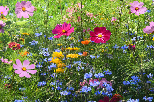 Garten 1468
