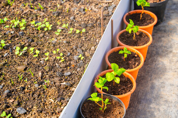 Pots with hydrangea seedlings in a greenhouse in spring