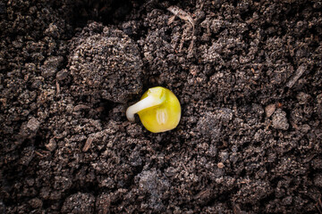 Pea seeds germinating in the ground close-up. Embryonic roots and leaves. Beginning of the...