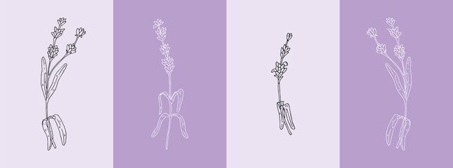 Set of luxury lavender flowers. Trendy botanical elements. Hand drawn line leaves branches and blooming. Wedding elegant wildflowers for invitation save the date card.