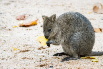 Quokka eating autumn leaves 