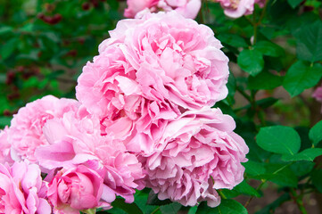 Mary Rose roses on a green flowerbed