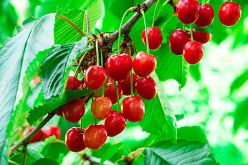 red sweet cherries on a green branch. the concept of growing cherries	