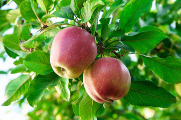 red ripe apples in the garden on a green branch. gardening concept	