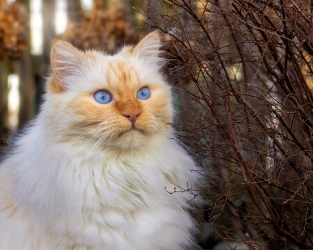 Birman cat with big blue eyes in a garden next to bare shrubs in winter