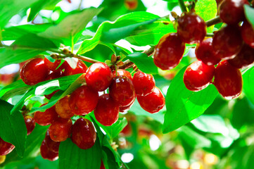 juicy dogwood fruits on a green branch	