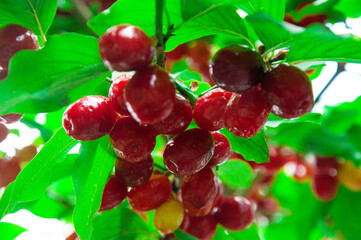 juicy dogwood fruits on a green branch