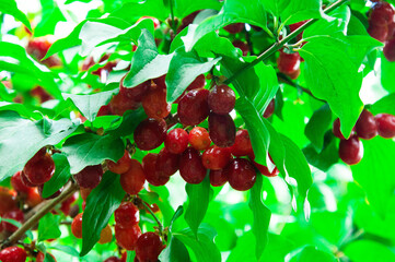 juicy dogwood fruits on a green branch