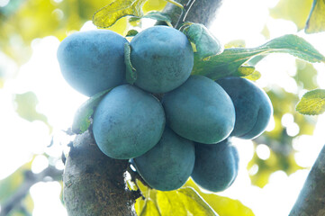 blue ripe big plums on a green tree in the garden. juicy sweet plums in the summer garden