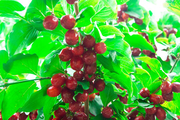 juicy dogwood fruits on a green branch