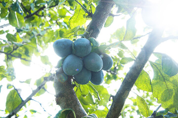 ripe big plums on a green tree in the garden. juicy sweet plums in the summer garden	