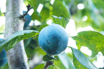 blue ripe plum on a branch in a green garden. the concept of growing plums	