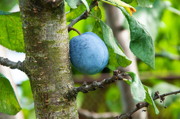blue ripe plum on a branch in a green garden. the concept of growing plums	