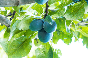 ripe big plums on a green tree in the garden. juicy sweet plums in the summer garden	