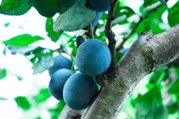 blue ripe big plums on a green tree in the garden. juicy sweet plums in the summer garden	