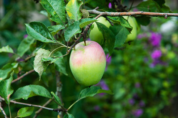 green varietal apple on a branch in a summer garden. the concept of growing apples of early varieties	