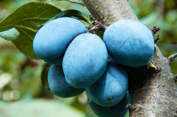 blue ripe big plums on a green tree in the garden. juicy sweet plums in the summer garden	