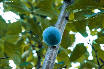 blue ripe plum on a branch in a green garden. the concept of growing plums	