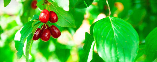 juicy dogwood fruits on a green branch