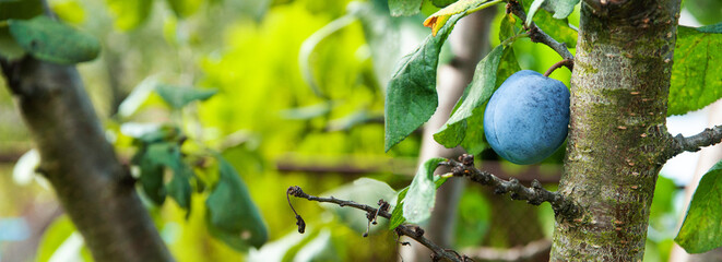 blue ripe plum on a branch in a green garden. the concept of growing plums	