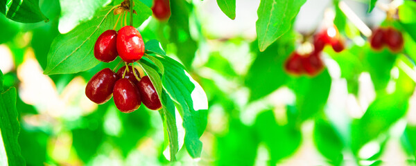 juicy dogwood fruits on a green branch