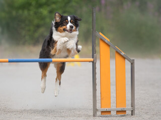 Australian shepherd jumps over an agility hurdle on a dog agility course