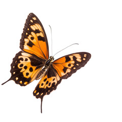 Fototapeta premium A vibrant orange and black butterfly with intricate patterns its wings is captured mid flight, showcasing its delicate beauty and grace. butterfly wings are spread wide, revealing detailed markings