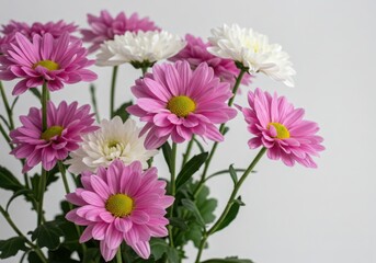 Close-up of vibrant pink and white daisies with green leaves on soft background &ndash; floral photography
