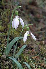 common snowdrop plants in blooming