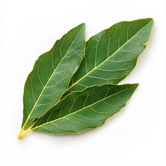 Obraz premium Realistic high quality isolated bay leaf on white background with intricate veins and vibrant green coloration