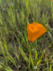 An orange California Poppy surrounded by grass