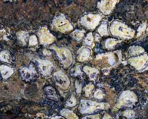 A rock covered in oyster shells