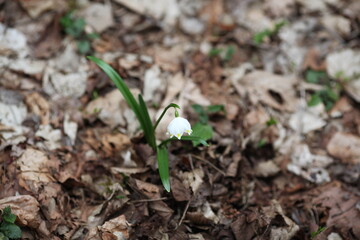 snowdrop in the forest